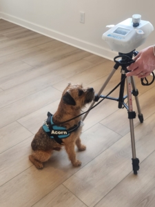 Mold sniffing dog vs Mols testing equipment